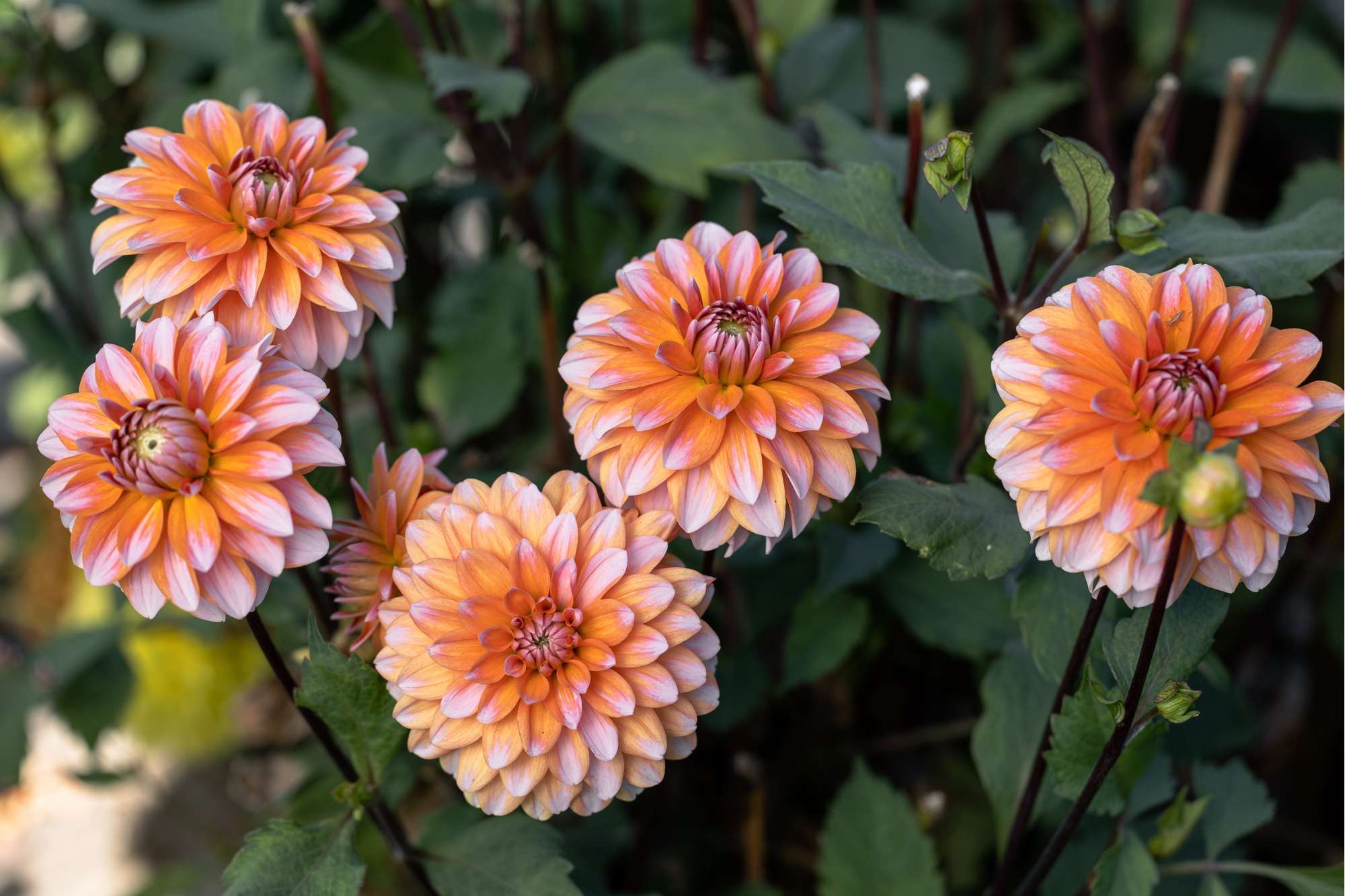 Dahlia 'Peaches & Vanilla'